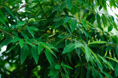 Litsea cubeba fruits grow on tree