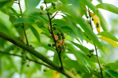 Litsea cubeba fruits grow on tree