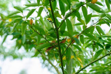 Litsea cubeba fruits grow on tree