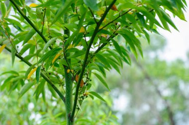 Litsea cubeba fruits grow on tree