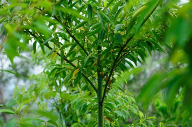 Wild hybridize plants in forest