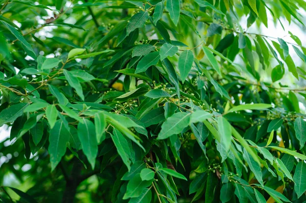 Litsea cubeba fruits grow on tree