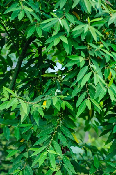 Litsea cubeba fruits grow on tree