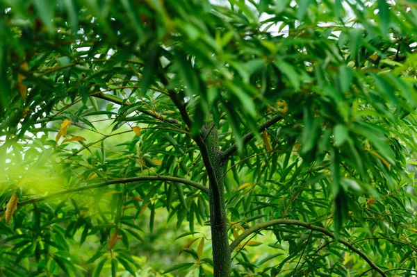 Wild Hybridize Plants Forest — Stock Photo, Image