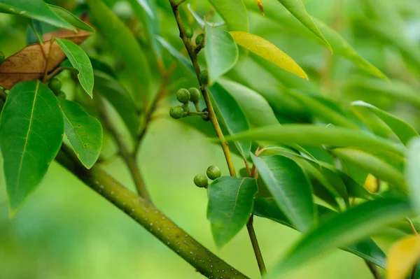 Litsea cubeba fruits grow on tree