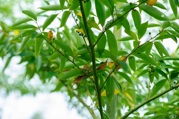 Litsea cubeba fruits grow on tree