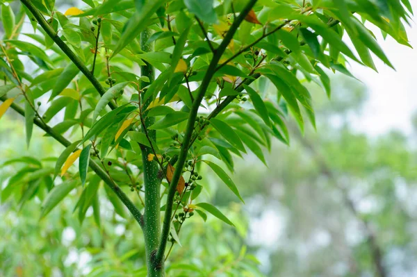 Litsea cubeba fruits grow on tree
