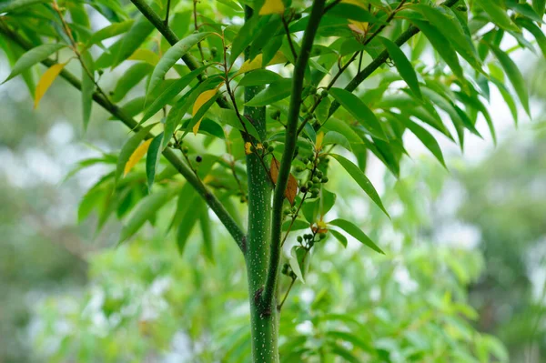 Litsea cubeba fruits grow on tree