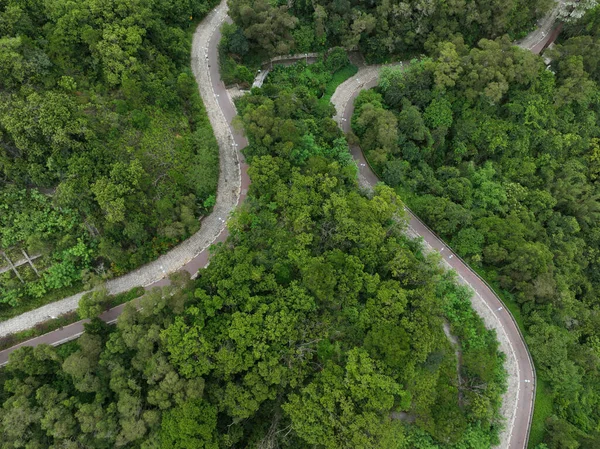 Windy trail in tropical forest
