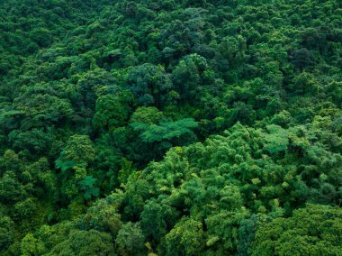Aerial view tropical forest in summer
