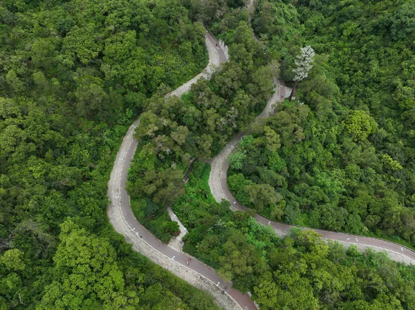 Windy Trail Tropical Forest — Foto Stock