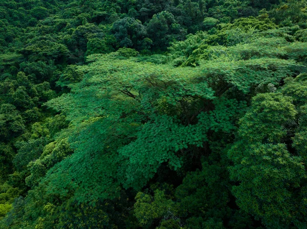 Aerial View Royal Poinciana Flamboyant Tree Delonix Regia Summer — Fotografia de Stock