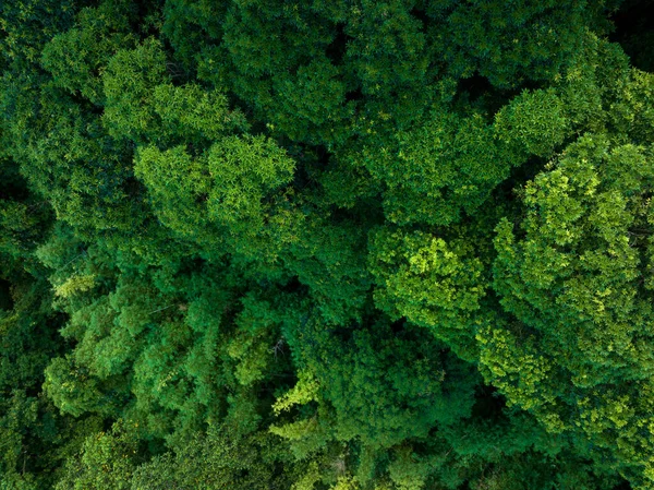 Aerial View Tropical Forest Summer — 图库照片