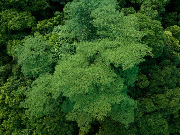 Aerial View Royal Poinciana Flamboyant Tree Delonix Regia Summer — 图库照片