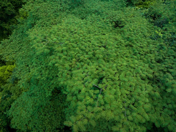 Aerial View Royal Poinciana Flamboyant Tree Delonix Regia Summer — Zdjęcie stockowe