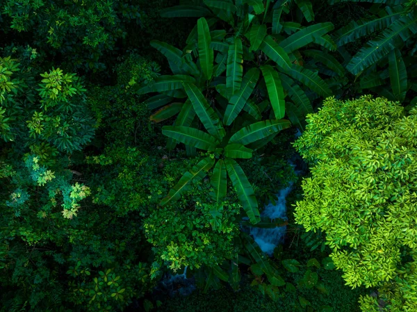 Vista Aérea Floresta Tropical Verão — Fotografia de Stock