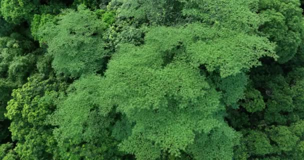Aerial View Royal Poinciana Flamboyant Trees Delonix Regia Summer — ストック動画
