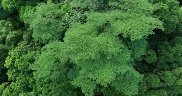 Aerial View Royal Poinciana Flamboyant Trees Delonix Regia Summer — Vídeo de Stock