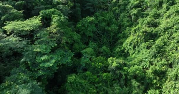 Aerial View Royal Poinciana Flamboyant Trees Delonix Regia Summer — Vídeo de Stock