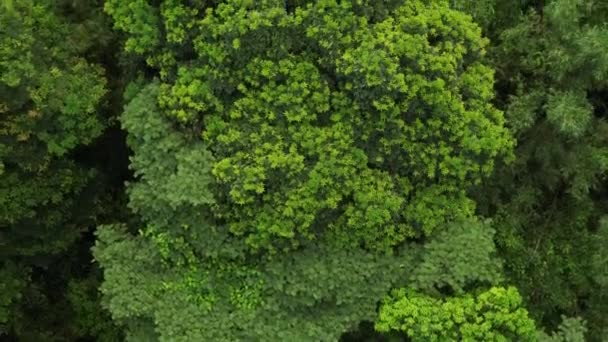 Aerial View Royal Poinciana Flamboyant Trees Delonix Regia Summer — Wideo stockowe