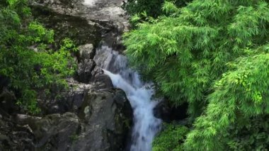 Amazing view of tropical forest in summer