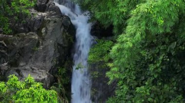 Amazing view of tropical forest in summer