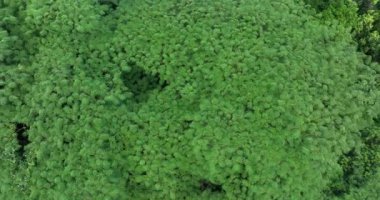 Yazın tropikal ormanın havadan görünüşü