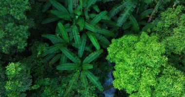 Ormanda suyla birlikte yeşil ağaçlar