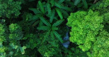 Ormanda suyla birlikte yeşil ağaçlar