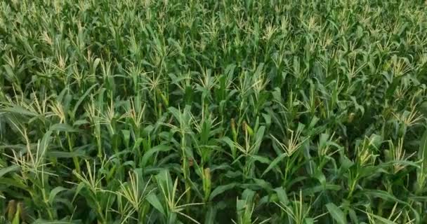 Letecké Záběry Pole Zemědělství Kukuřičnými Rostlinami — Stock video