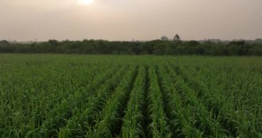 Yeşil pirinç tarlasının havadan görünüşü