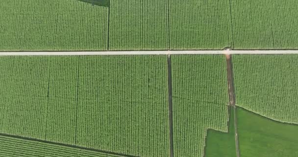 Yeşil Pirinç Tarlasının Havadan Görünüşü — Stok video