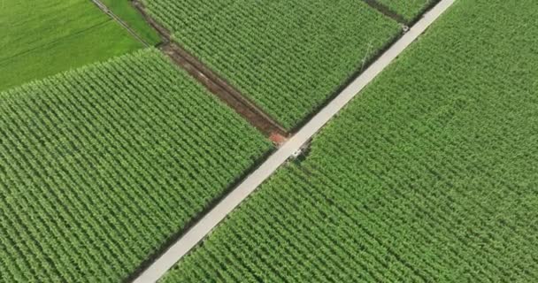 Vista Aérea Campo Arroz Verde — Vídeo de Stock