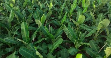 Tarlada yetişen muz ağaçlarının havadan görünüşü