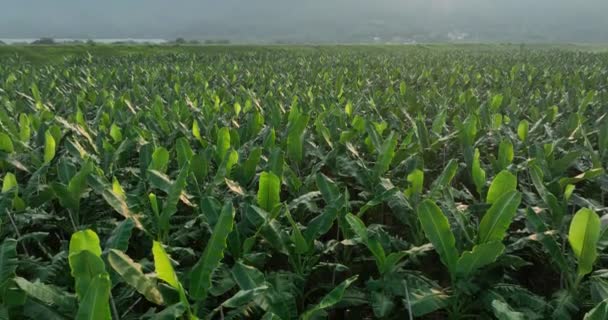 畑で育つバナナの木の空中風景 — ストック動画