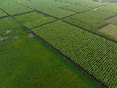 Tarlada büyüyen şeker kamışı bitkilerinin havadan görünüşü