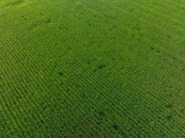 Yeşil pirinç tarlasının havadan görünüşü