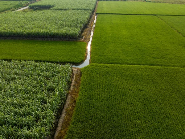 Luchtfoto Van Suikerrietplanten Die Het Veld Groeien — Stockfoto