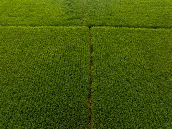 Vista Aérea Del Campo Arroz Verde —  Fotos de Stock