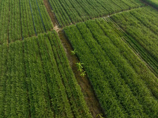 Tarlada Büyüyen Şeker Kamışı Bitkilerinin Havadan Görünüşü — Stok fotoğraf