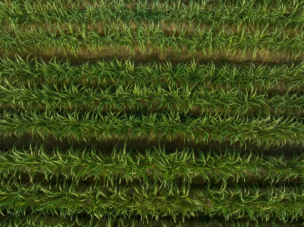 Tarlada Büyüyen Şeker Kamışı Bitkilerinin Havadan Görünüşü — Stok fotoğraf