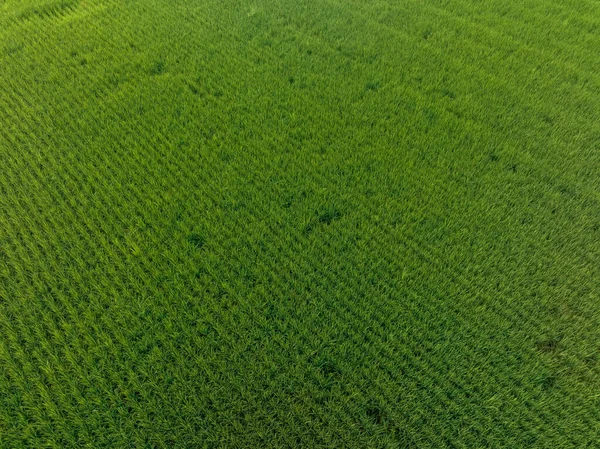 绿稻田的空中景观 — 图库照片