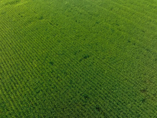 Vista Aérea Campo Arroz Verde — Fotografia de Stock