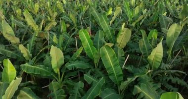 Tarlada yetişen muz ağaçlarının havadan görünüşü