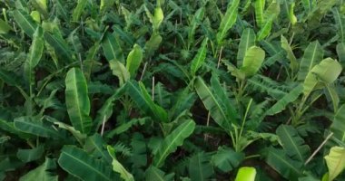 Tarlada yetişen muz ağaçlarının havadan görünüşü