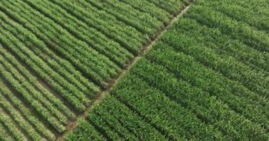 Yeşil tarlaların havadan görünüşü