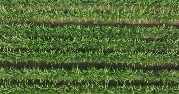 Рослини Цукрової Тростини Ростуть Полі — стокове відео