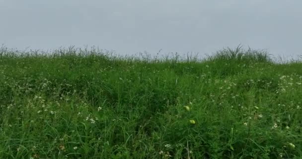 Bliska Widok Zielonej Trawy Maleńkimi Białymi Kwiatami — Wideo stockowe