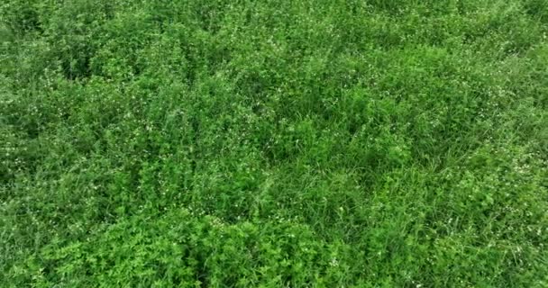 Вид Зеленую Траву Крошечными Белыми Цветами — стоковое видео