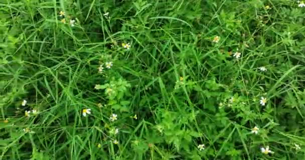小さな白い花が咲く緑の草を間近に見ることができ — ストック動画